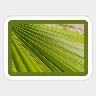 Fan Palm Leaf Sticker